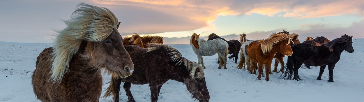 Iceland Horses 4649468 1280